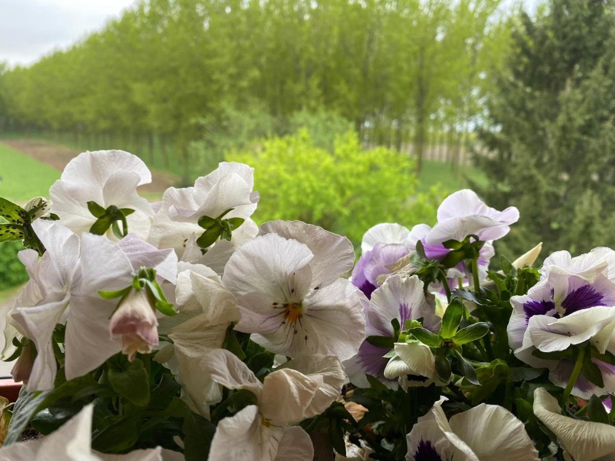 B&B Happiness In The Country Brescello Bagian luar foto
